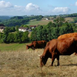 Cowsinthecountryside