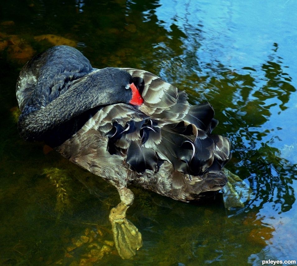 Soundly Sleeping Swan