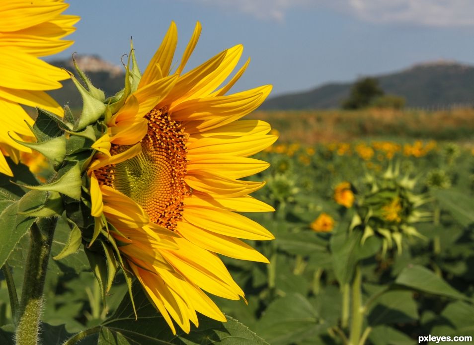 Sunflowers