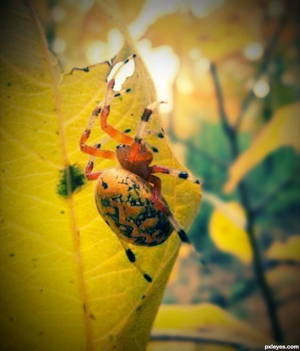 Speckled Spider 