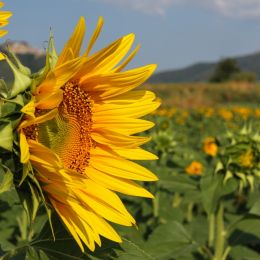 Sunflowers