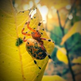 SpeckledSpider