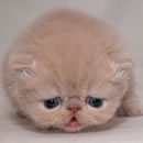 sadness photography contest