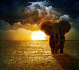 The Elephant Picture