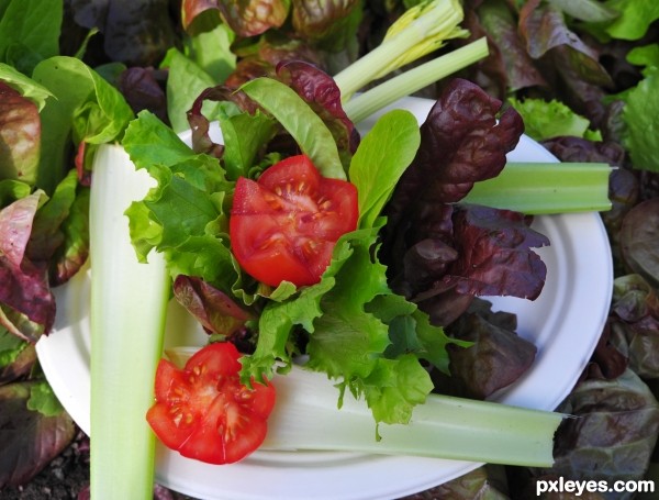 Garden Salad