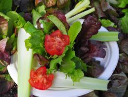 Garden Salad