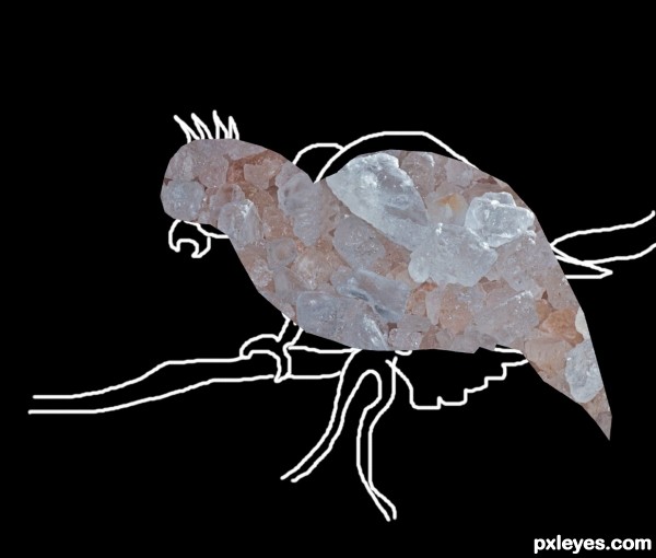 Creation of Cockatoo: Step 2