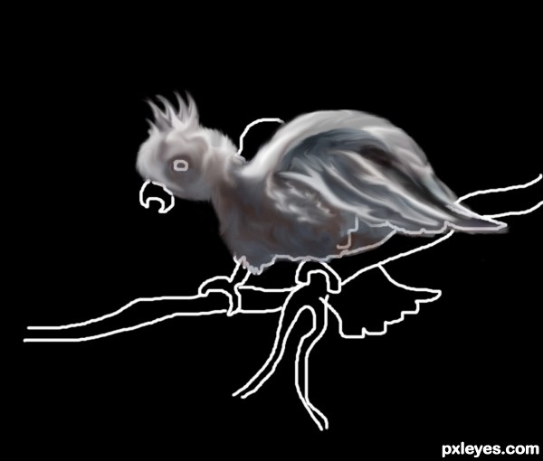 Creation of Cockatoo: Step 4