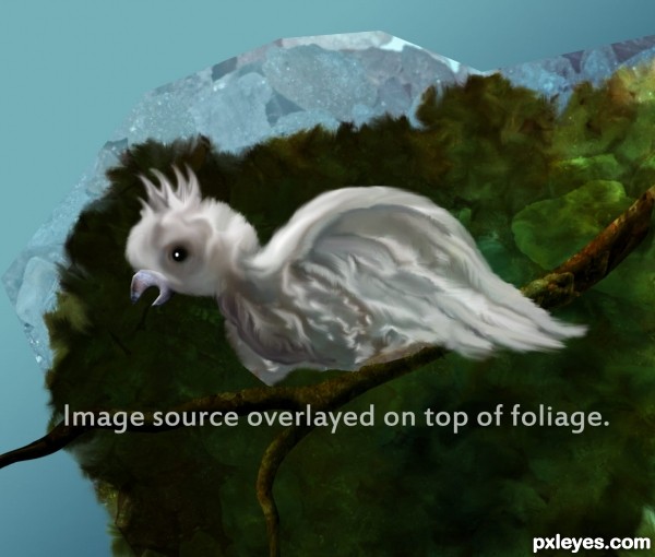 Creation of Cockatoo: Step 11