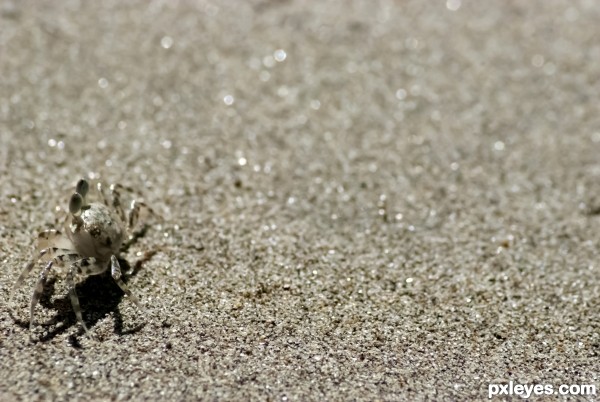 Sand Crab