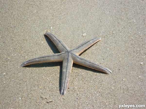 starfish in the sand