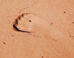 Footprint