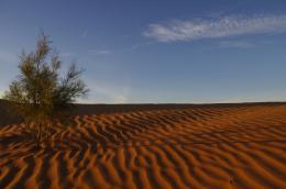 Growing in the sand