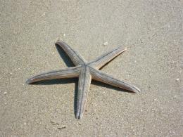 starfishinthesand