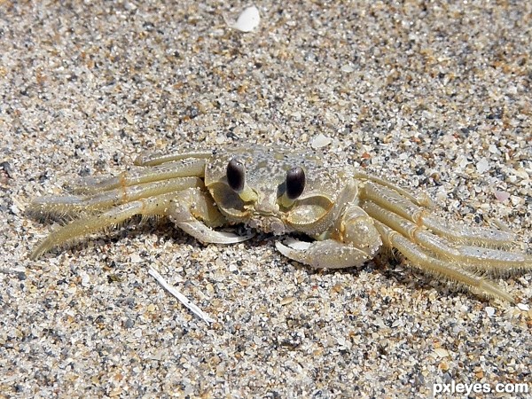 A Sand Crab