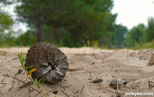 Pin des landes