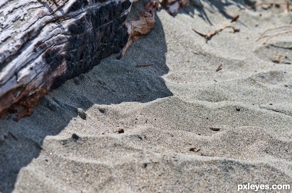 log and sand