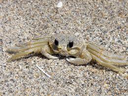 A Sand Crab