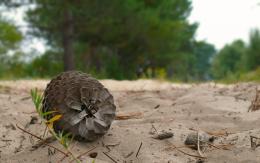 Pin des landes