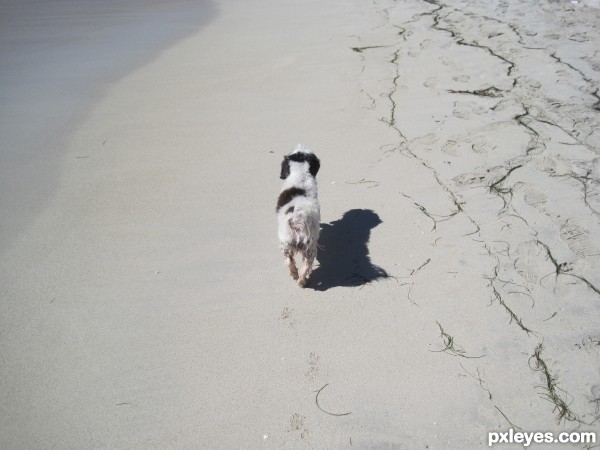 Dog on Sandy Beach