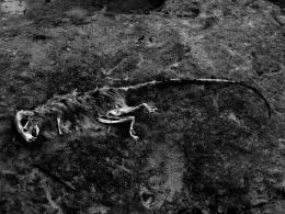 A skeleton