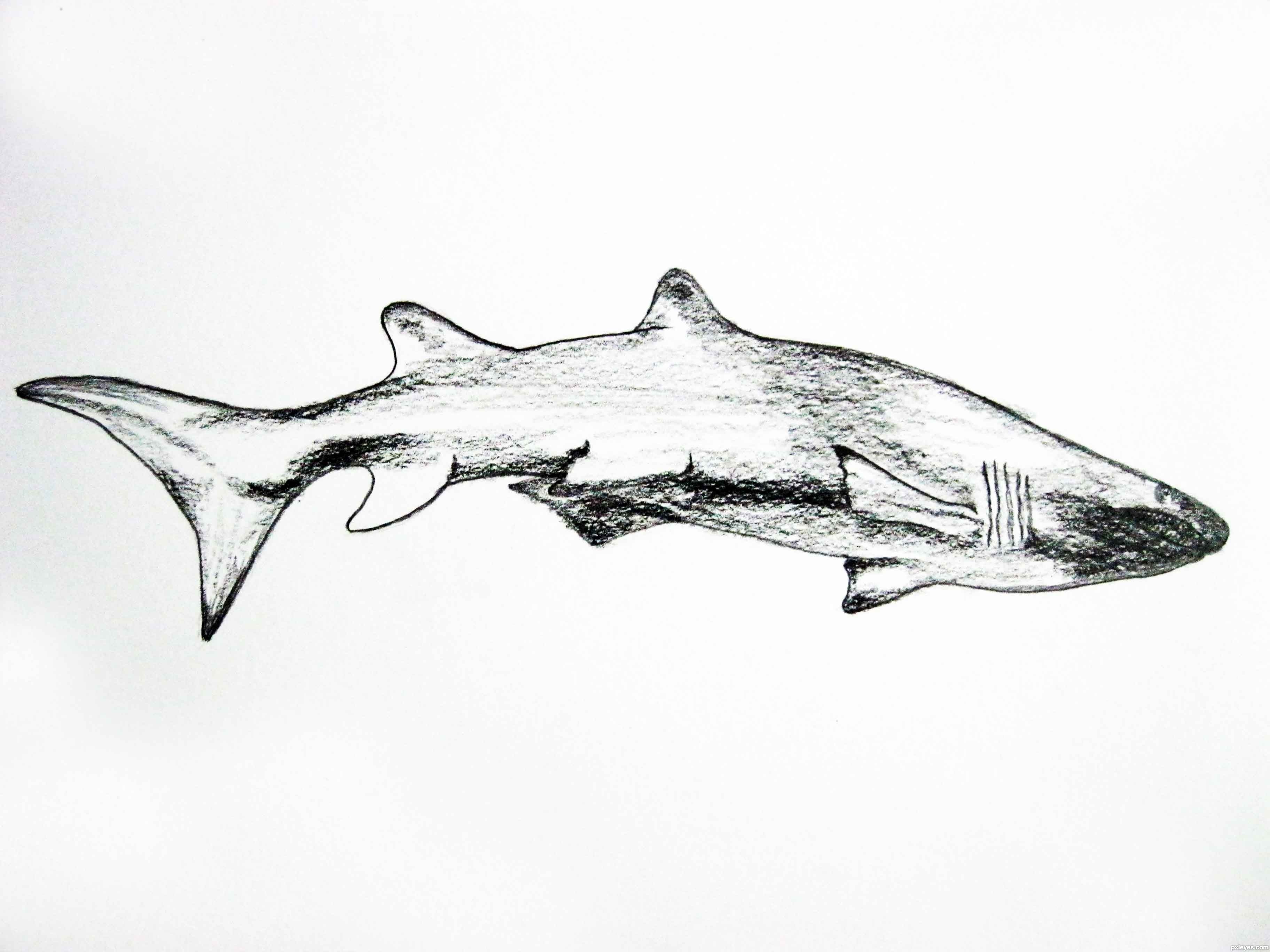 drawing shark