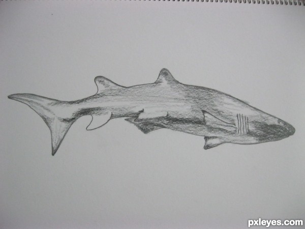 Creation of shark: Step 4