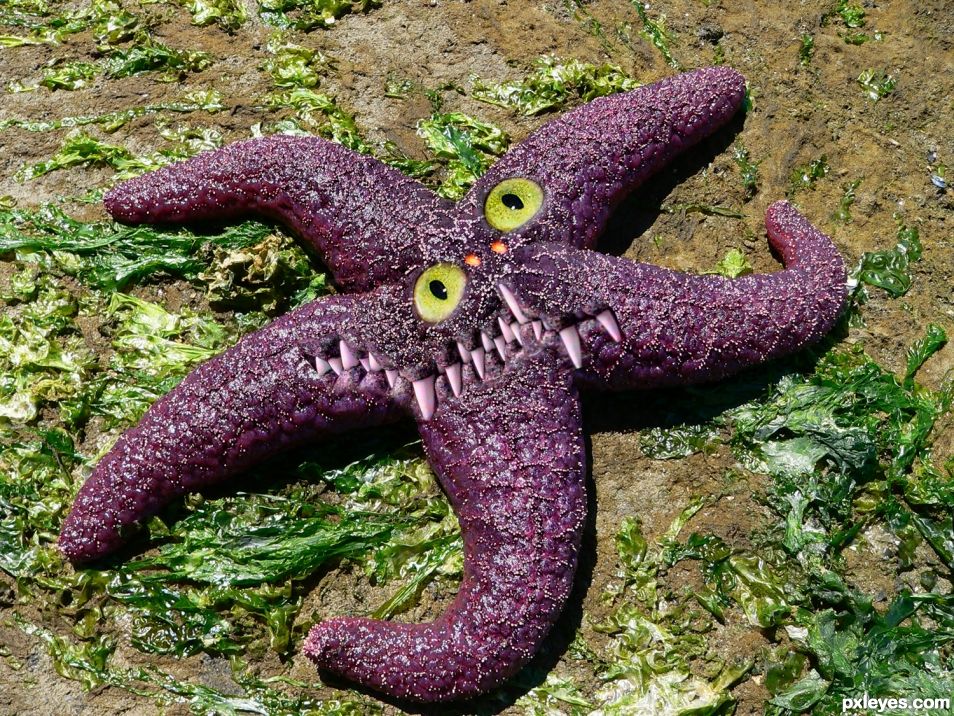 Starfish Squish Monster