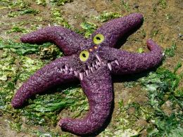 Starfish Squish Monster