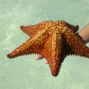 sea star photoshop contest