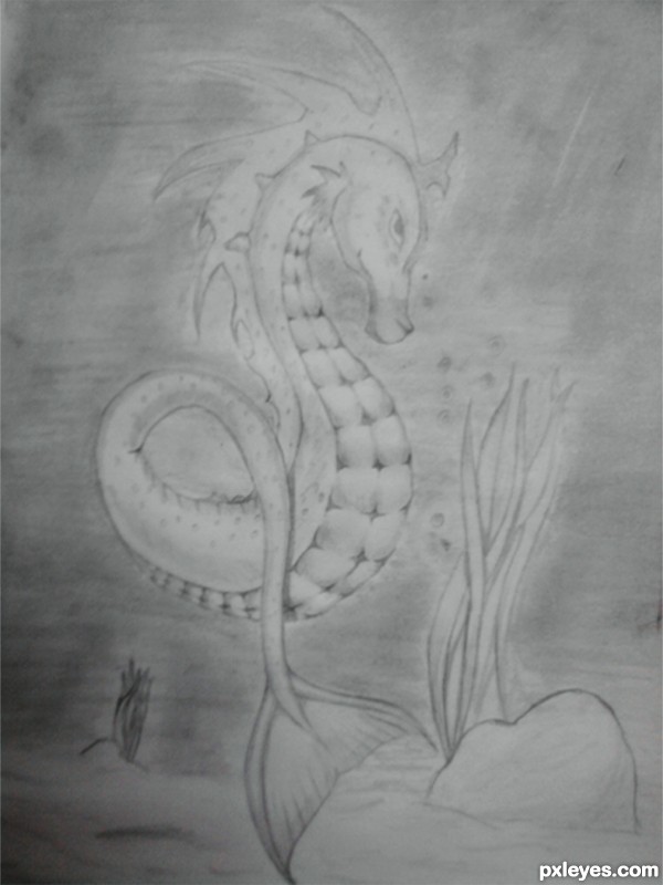 Creation of seahorse: Final Result