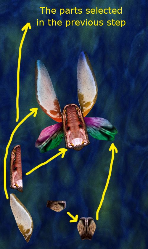 Creation of Carnivorous: Step 4