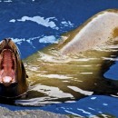 seal photoshop contest