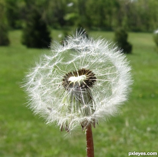 Dandelion