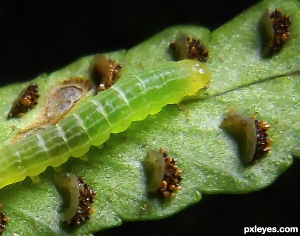 Fern underside