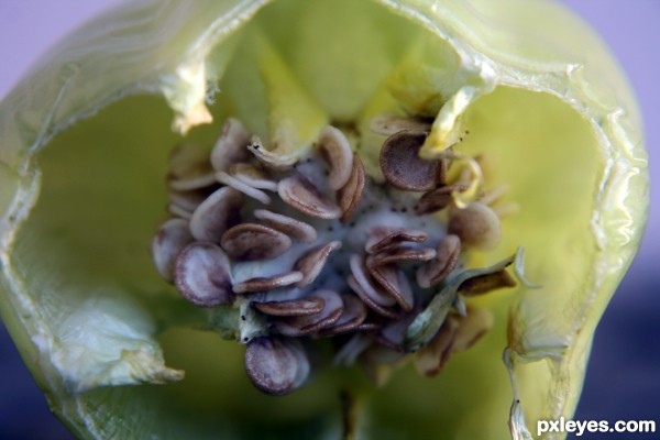 Green pepper 