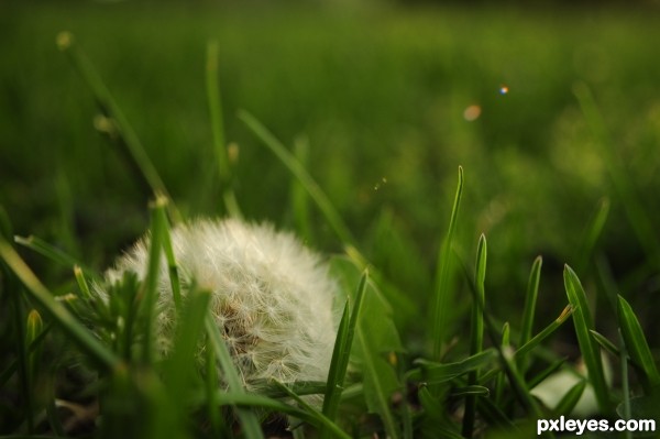 Hiding in the grass