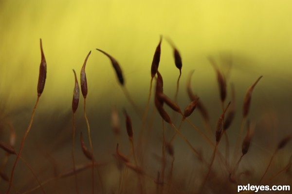 Moss seeds at sunset