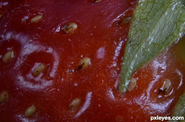 Strawberry Seeds & Leaf