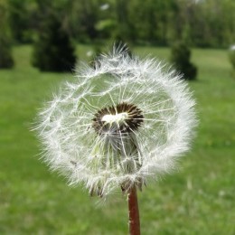 Dandelion