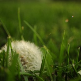 Hiding in the grass