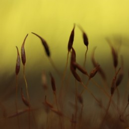 Moss seeds at sunset