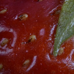 Strawberry Seeds & Leaf