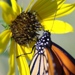 Sunflower seed Picture