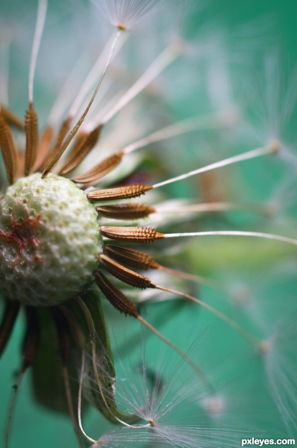 Dandelion seed