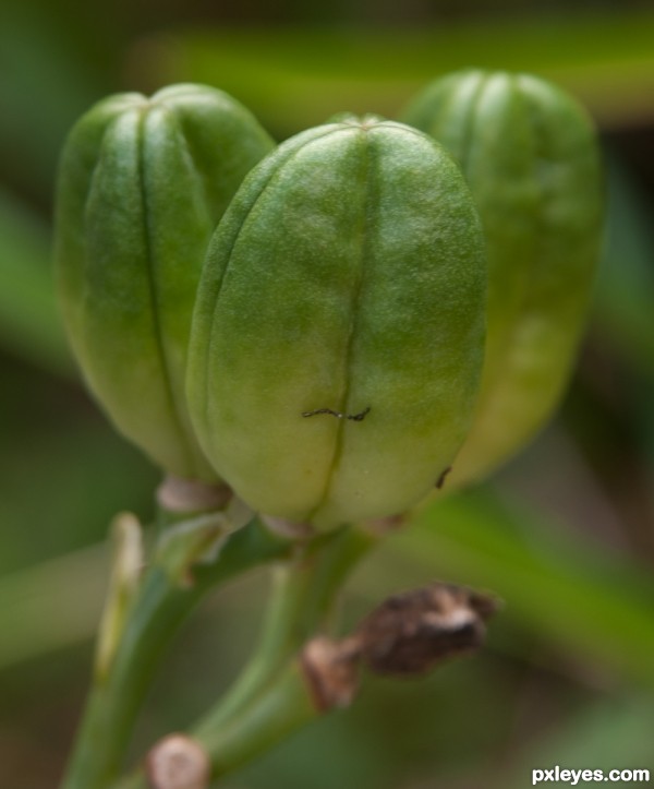 Lilly Seed