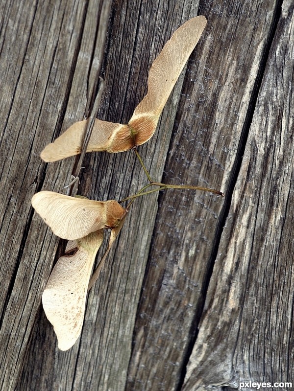 Maple seed