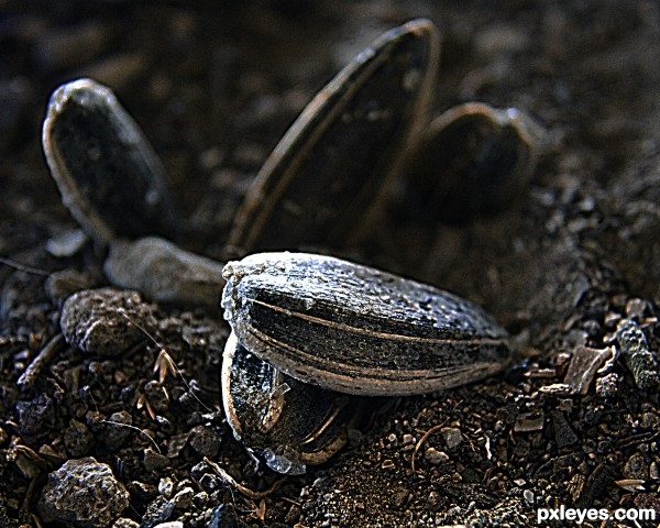 Sunflower seeds