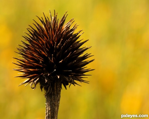 Thistle 