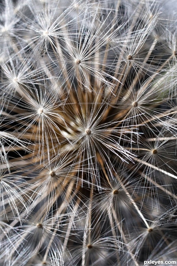 milkweed